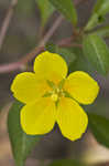 Creeping waterprimrose